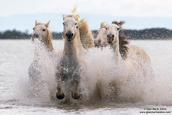 Cavallo di Camargue / Camargue Horse / Cheval de Camargue