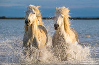Cavallo di Camargue / Camargue Horse / Cheval de Camargue