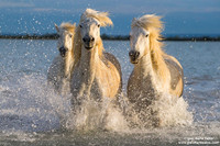 Cavallo di Camargue / Camargue Horse / Cheval de Camargue
