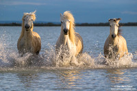 Cavallo di Camargue / Camargue Horse / Cheval de Camargue