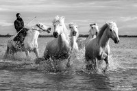 Cavallo di Camargue / Camargue Horse / Cheval de Camargue
