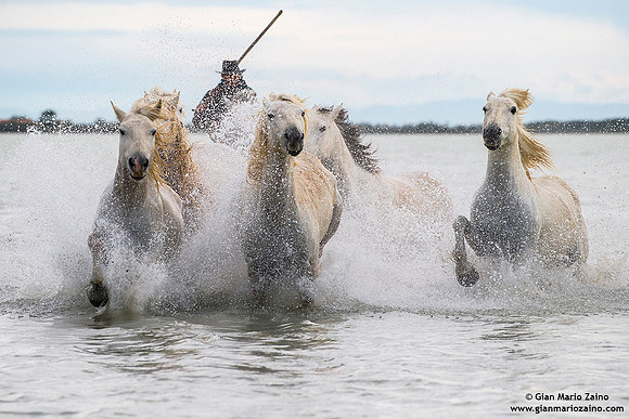 Cavallo di Camargue / Camargue Horse / Cheval de Camargue