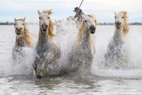 Cavallo di Camargue / Camargue Horse / Cheval de Camargue
