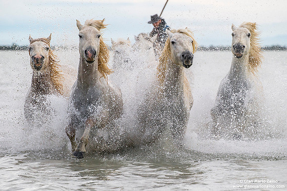 Cavallo di Camargue / Camargue Horse / Cheval de Camargue