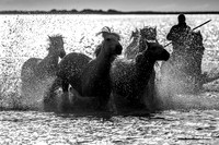 Cavallo di Camargue / Camargue Horse / Cheval de Camargue