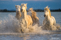Cavallo di Camargue / Camargue Horse / Cheval de Camargue