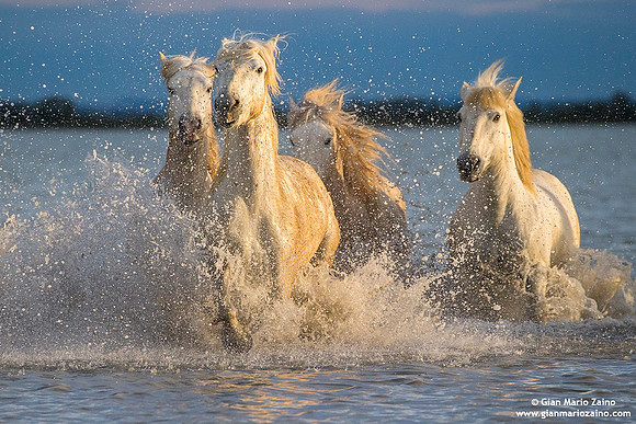 Cavallo di Camargue / Camargue Horse / Cheval de Camargue