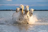 Cavallo di Camargue / Camargue Horse / Cheval de Camargue