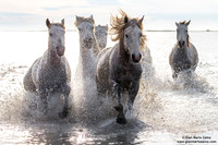 Cavallo di Camargue / Camargue Horse / Cheval de Camargue