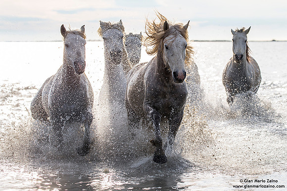 Cavallo di Camargue / Camargue Horse / Cheval de Camargue