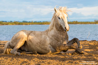 Cavallo di Camargue / Camargue Horse / Cheval de Camargue
