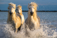 Cavallo di Camargue / Camargue Horse / Cheval de Camargue