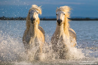 Cavallo di Camargue / Camargue Horse / Cheval de Camargue