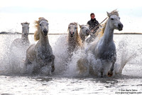 Cavallo di Camargue / Camargue Horse / Cheval de Camargue