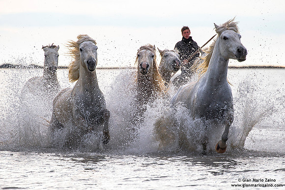 Cavallo di Camargue / Camargue Horse / Cheval de Camargue