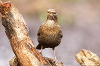 Turdus merula / Merlo / Common blackbird / Merle noir