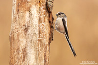 Aegithalos caudatus / Codibugnolo / Long-tailed tit / Mésange à longue queue