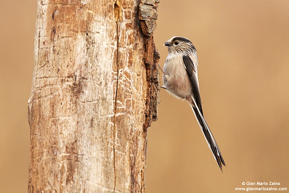 Aegithalos caudatus / Codibugnolo / Long-tailed tit / Mésange à longue queue