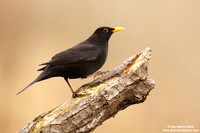 Turdus merula / Merlo / Common blackbird / Merle noir