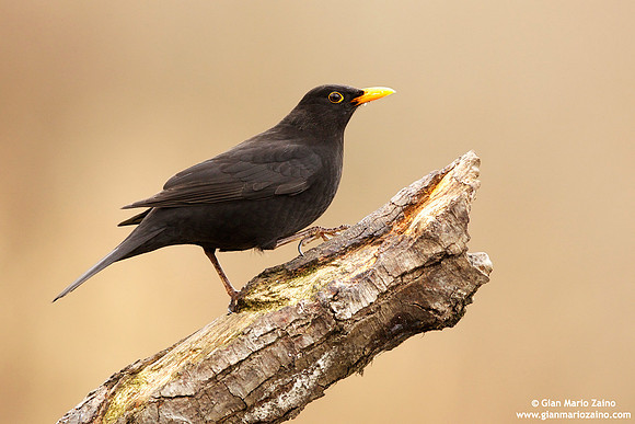 Turdus merula / Merlo / Common blackbird / Merle noir
