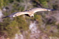 Gyps fulvus / Grifone / Griffon vulture / Vautour fauve