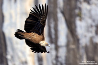 Gyps fulvus / Grifone / Griffon vulture / Vautour fauve