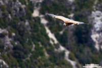 Gyps fulvus / Grifone / Griffon vulture / Vautour fauve