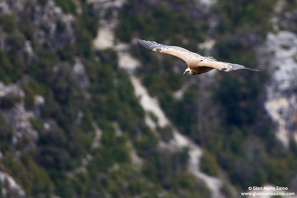 Gyps fulvus / Grifone / Griffon vulture / Vautour fauve