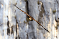 Gyps fulvus / Grifone / Griffon vulture / Vautour fauve
