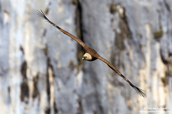 Gyps fulvus / Grifone / Griffon vulture / Vautour fauve