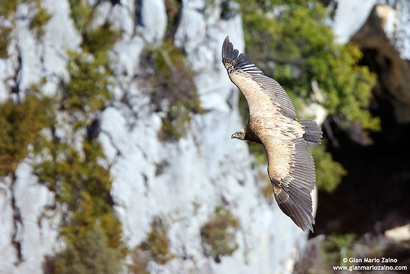 Gyps fulvus / Grifone / Griffon vulture / Vautour fauve