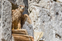 Falco grillaio / Falco naumanni / Lesser kestrel / Faucon crécerellette
