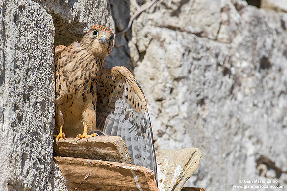 Falco grillaio / Falco naumanni / Lesser kestrel / Faucon crécerellette