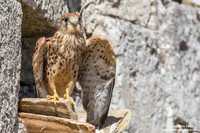 Falco grillaio / Falco naumanni / Lesser kestrel / Faucon crécerellette