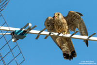 Falco grillaio / Falco naumanni / Lesser kestrel / Faucon crécerellette