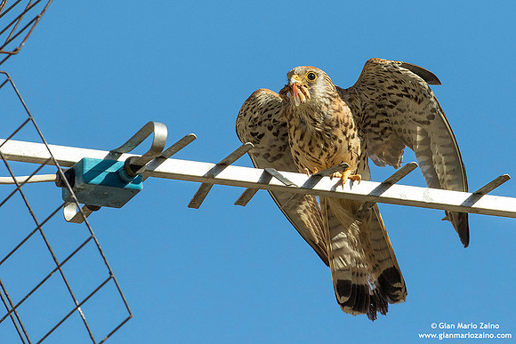 Falco grillaio / Falco naumanni / Lesser kestrel / Faucon crécerellette