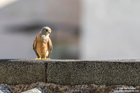 Falco grillaio / Falco naumanni / Lesser kestrel / Faucon crécerellette