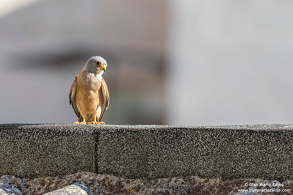 Falco grillaio / Falco naumanni / Lesser kestrel / Faucon crécerellette
