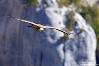 Gyps fulvus / Grifone / Griffon vulture / Vautour fauve