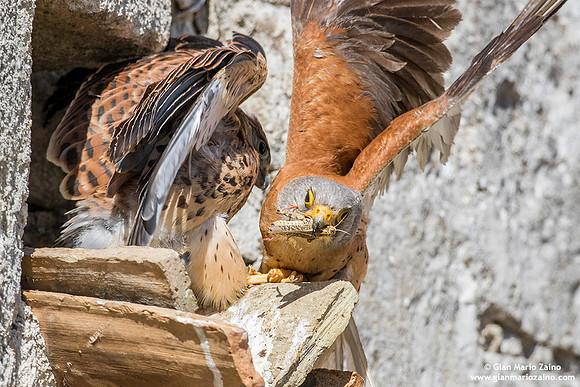 Falco grillaio / Falco naumanni / Lesser kestrel / Faucon crécerellette