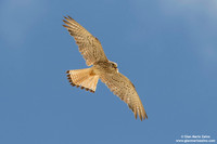Falco grillaio / Falco naumanni / Lesser kestrel / Faucon crécerellette