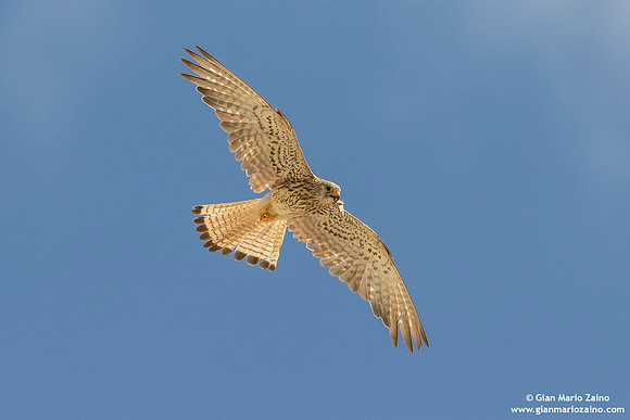 Falco grillaio / Falco naumanni / Lesser kestrel / Faucon crécerellette