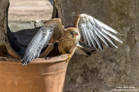 Falco grillaio / Falco naumanni / Lesser kestrel / Faucon crécerellette