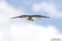 Falco grillaio / Falco naumanni / Lesser kestrel / Faucon crécerellette