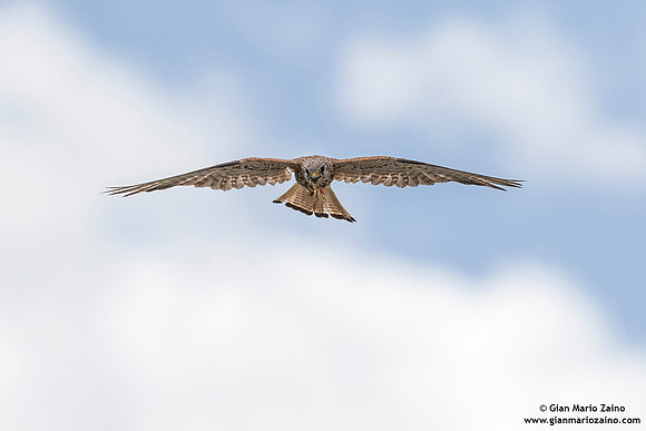 Falco grillaio / Falco naumanni / Lesser kestrel / Faucon crécerellette