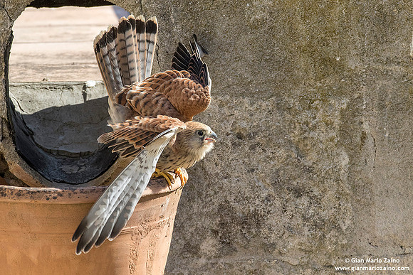 Falco grillaio / Falco naumanni / Lesser kestrel / Faucon crécerellette