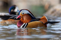 Aix galericulata / Anatra mandarina / Mandarin duck / Canard mandarin