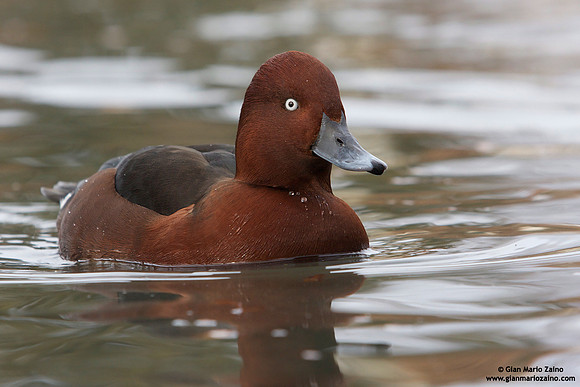 Aythya nyroca / Moretta Tabaccata / Ferruginous duck / Fuligule nyroca
