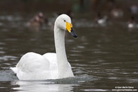 Cygnus Cygnus / Cigno selvatico / Whooper swan / Cygne chanteur