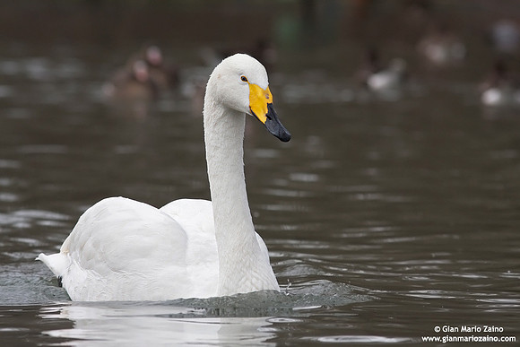 Cygnus Cygnus / Cigno selvatico / Whooper swan / Cygne chanteur